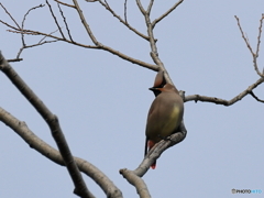 日々探鳥 まだ残っていなの