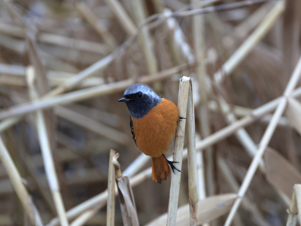 日々探鳥 ジョビオ①