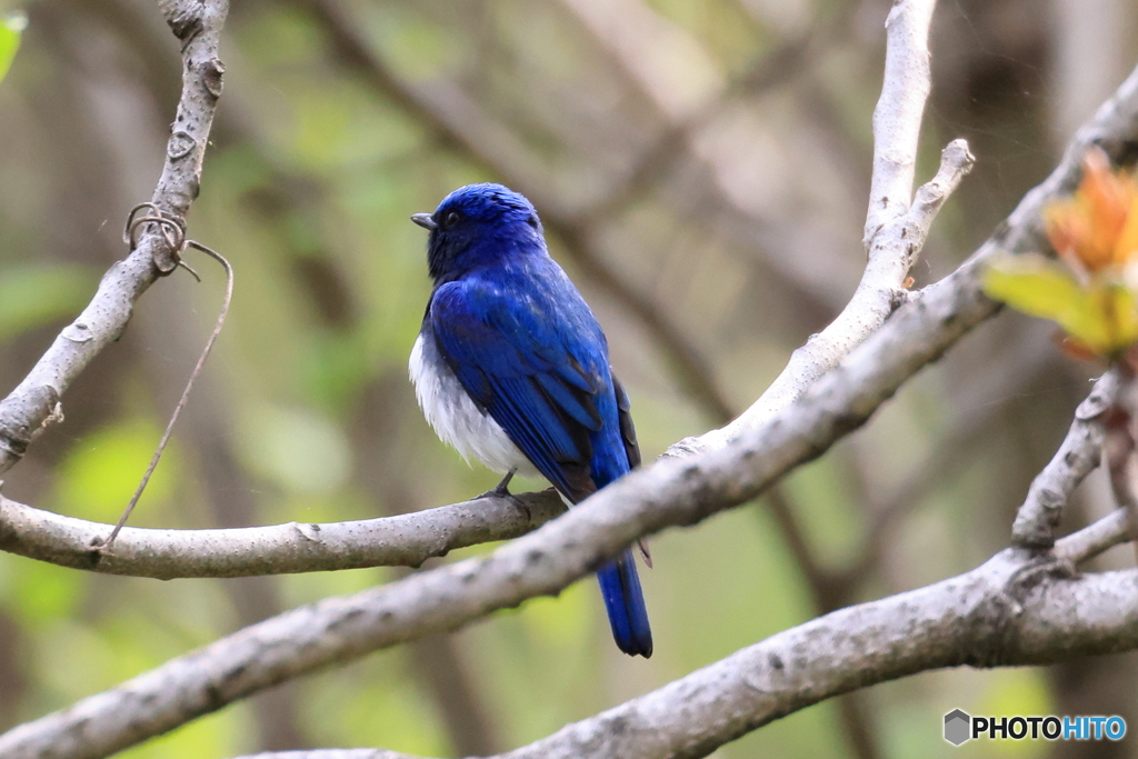 再びオオルリに会いに