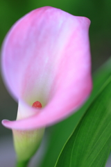 庭の花 今年も咲いてくれました