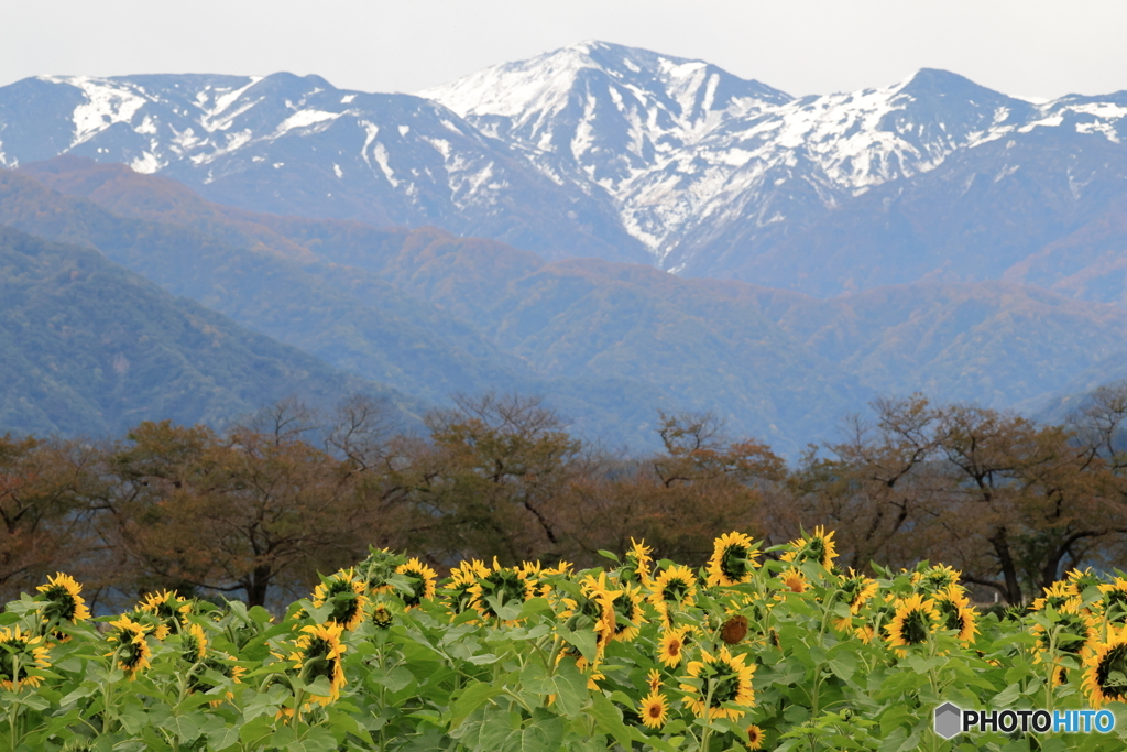 寒そうな向日葵