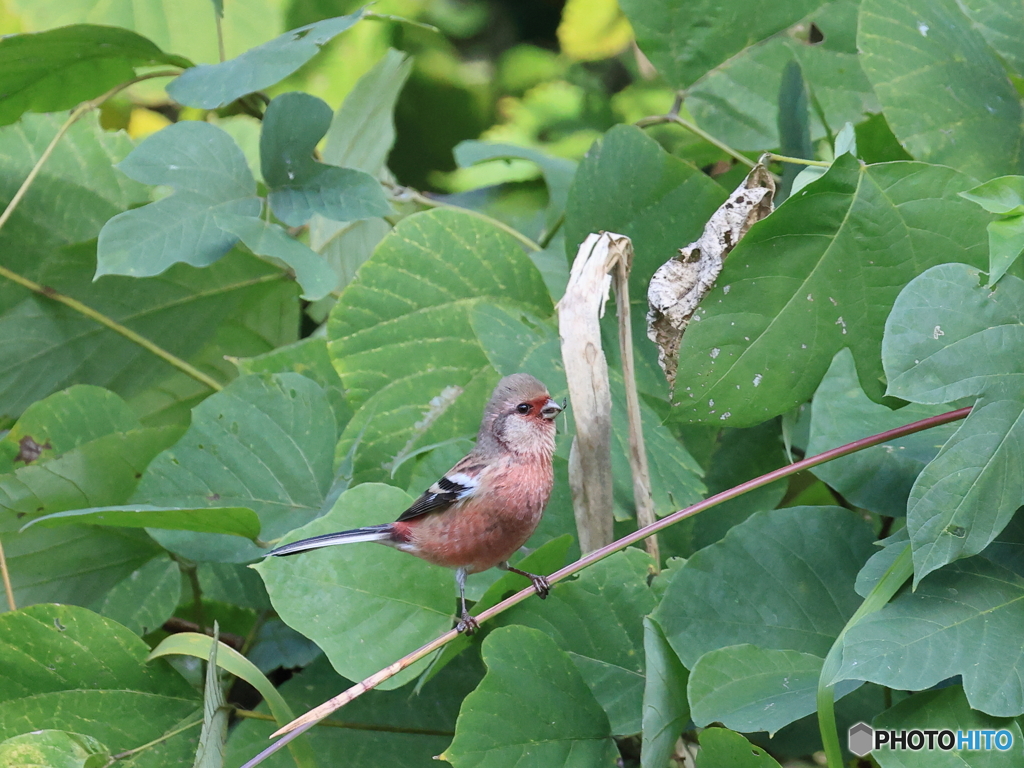 日々探鳥 初ベニマシコ１０選 漸く顔出し