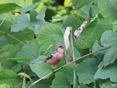 日々探鳥 初ベニマシコ１０選 漸く顔出し