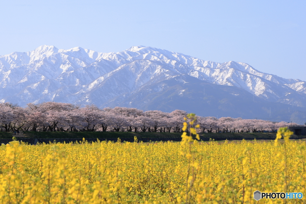 菜の花との三重奏