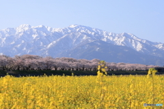 菜の花との三重奏