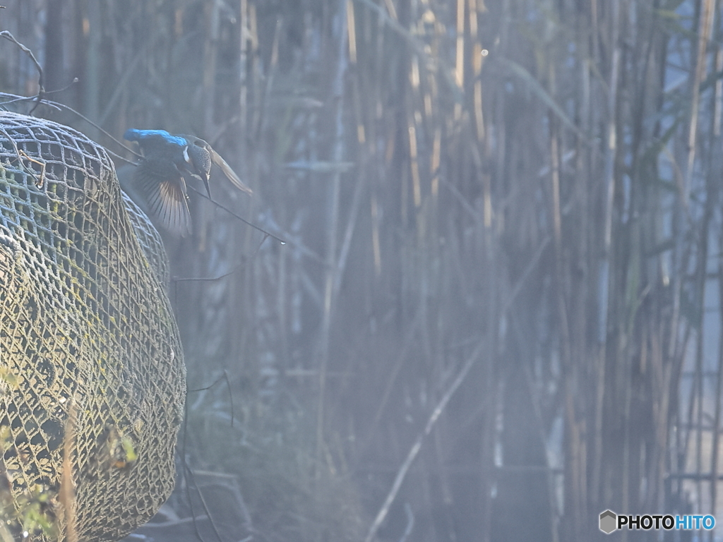 今日のカワセミ 朝靄の中再飛込み