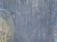 今日のカワセミ 朝靄の中再飛込み