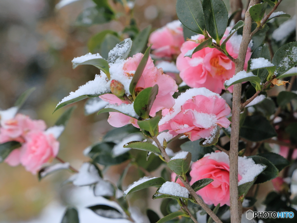 雪の朝散策 雪がお似合いの山茶花