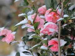 雪の朝散策 雪がお似合いの山茶花
