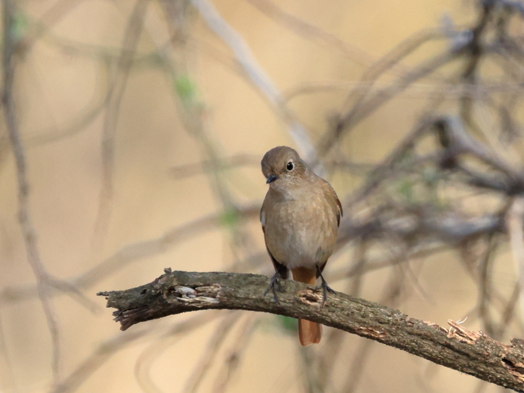日々探鳥 優しそうなのジョビコ②