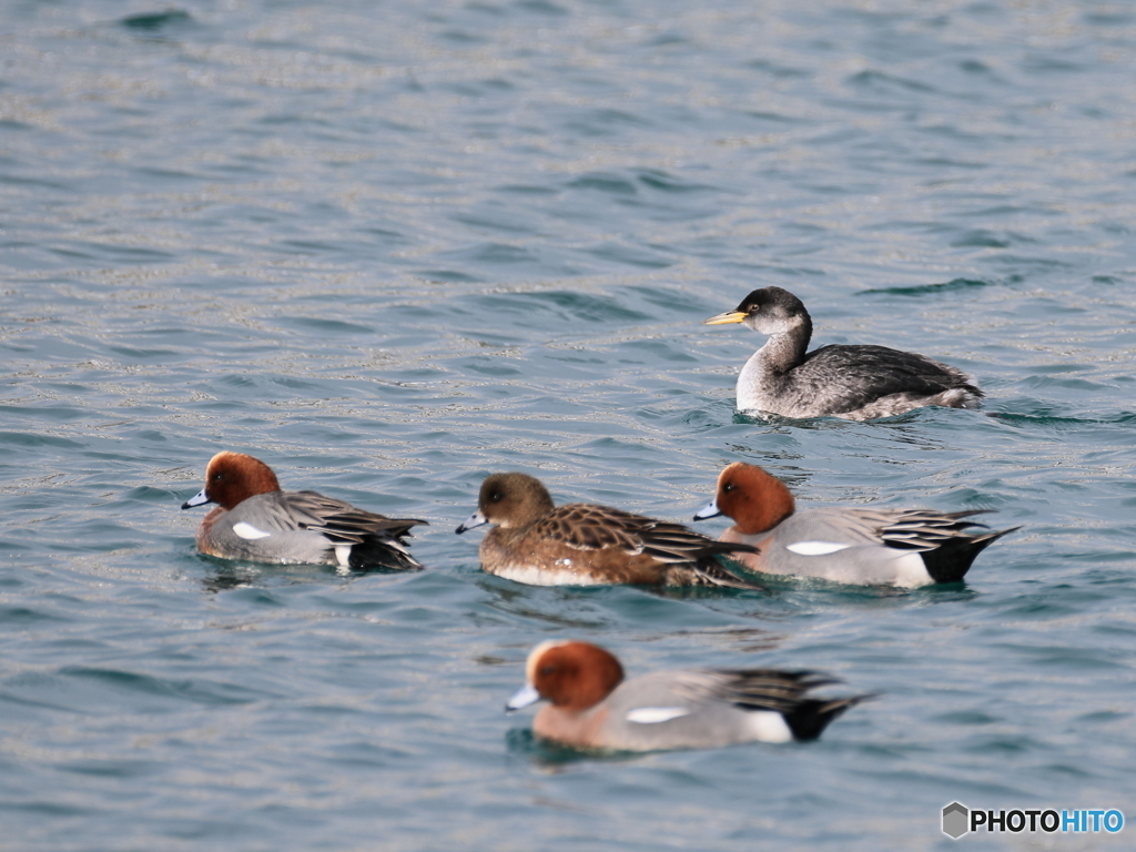 日々探鳥 積雪時の探鳥は漁港へ