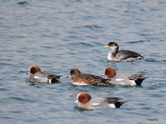 日々探鳥 積雪時の探鳥は漁港へ