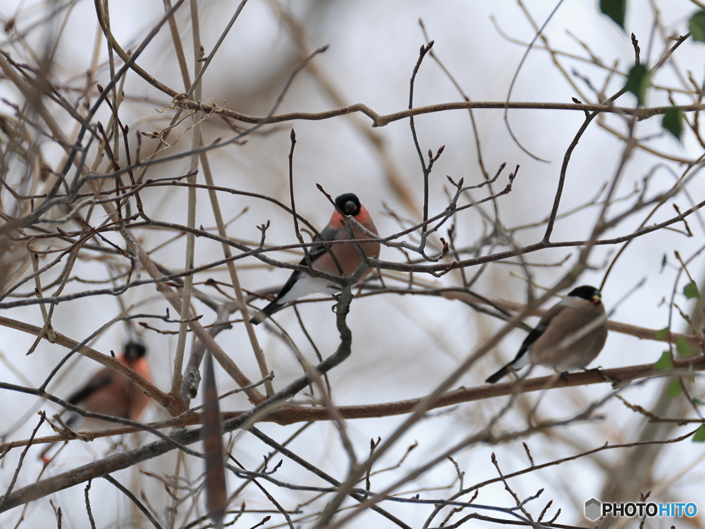 日々探鳥 混群の最後にウソ
