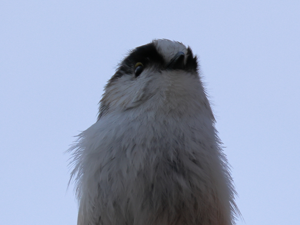 日々探鳥 アップもかわいいね！③