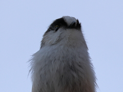 日々探鳥 アップもかわいいね！③