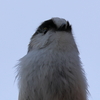 日々探鳥 アップもかわいいね！③