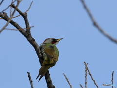 日々探鳥 混群の次はキツツキ科の三種目アオゲラ②