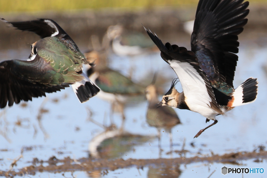 タゲリ百選 コラ！待て！！