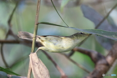 日々探鳥 もうちょい！