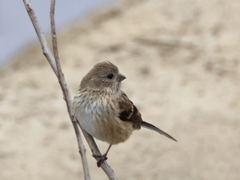 日々探鳥 ベニマシコ♀ ？④