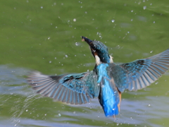 今日のカワセミ♂ 水飛沫②