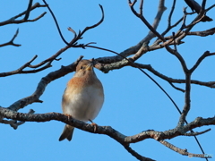 日々探鳥 優しい顔の雌アトリ