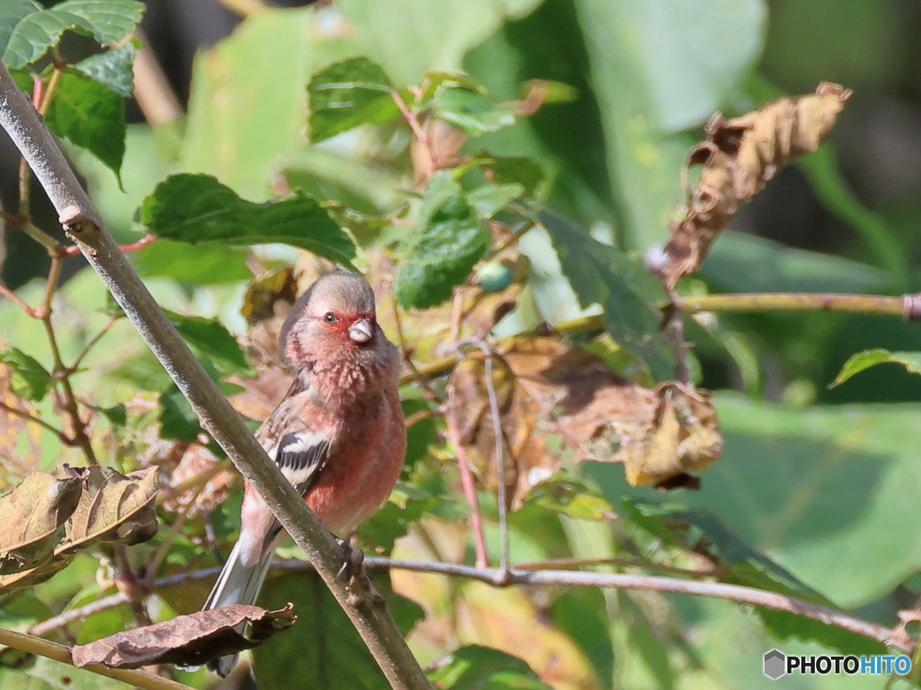 日々探鳥 初ベニマシコ１０選 お疲れさま