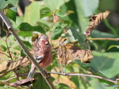 日々探鳥 初ベニマシコ１０選 お疲れさま