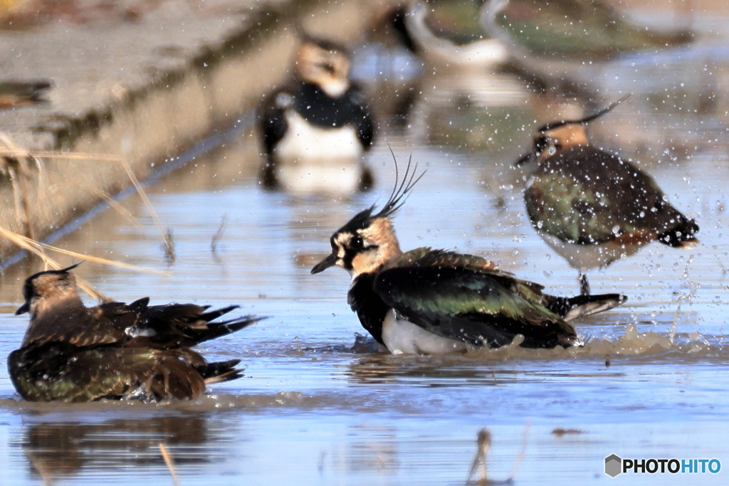 タゲリ百選 水浴び じゃぶじゃぶ