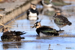 タゲリ百選 水浴び じゃぶじゃぶ