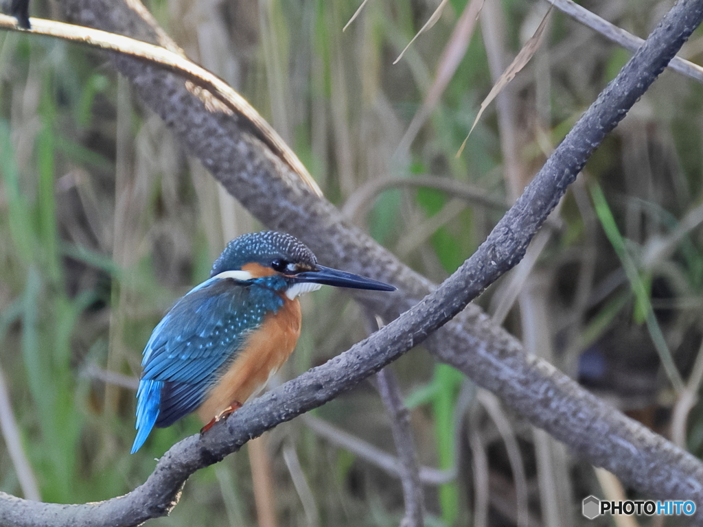 今日のカワセミ いつもの止り木