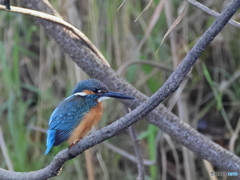 今日のカワセミ いつもの止り木