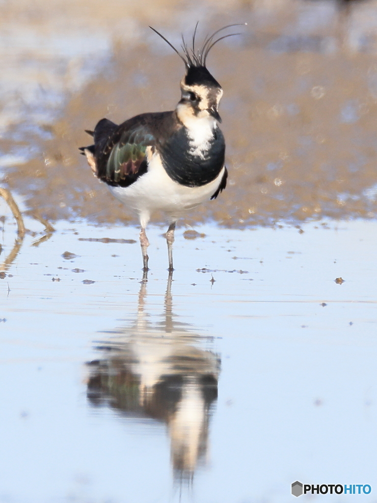 タゲリ百選 冠羽がカッコ良いでしょ