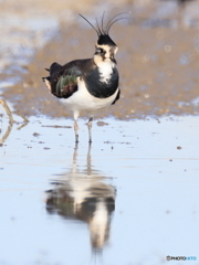 タゲリ百選 冠羽がカッコ良いでしょ