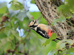 日々探鳥 アカゲラのおl仕事①