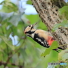 日々探鳥 アカゲラのおl仕事①