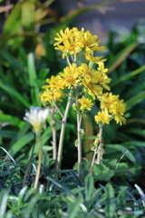 庭の花 困難にも負けない