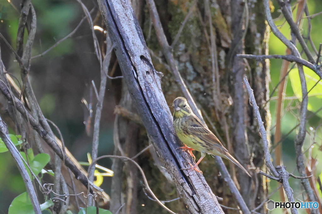 日々探鳥 目が合ったね