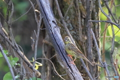 日々探鳥 目が合ったね