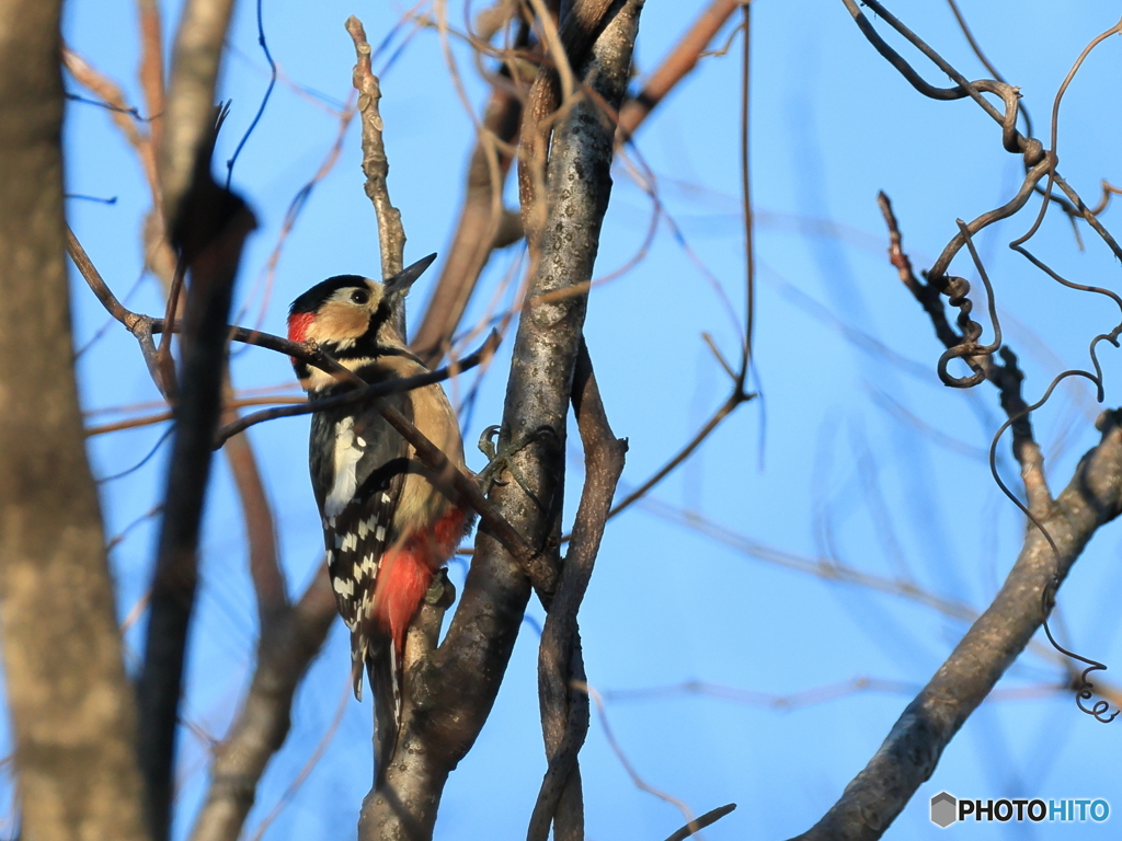 日々探鳥 アカゲラ君