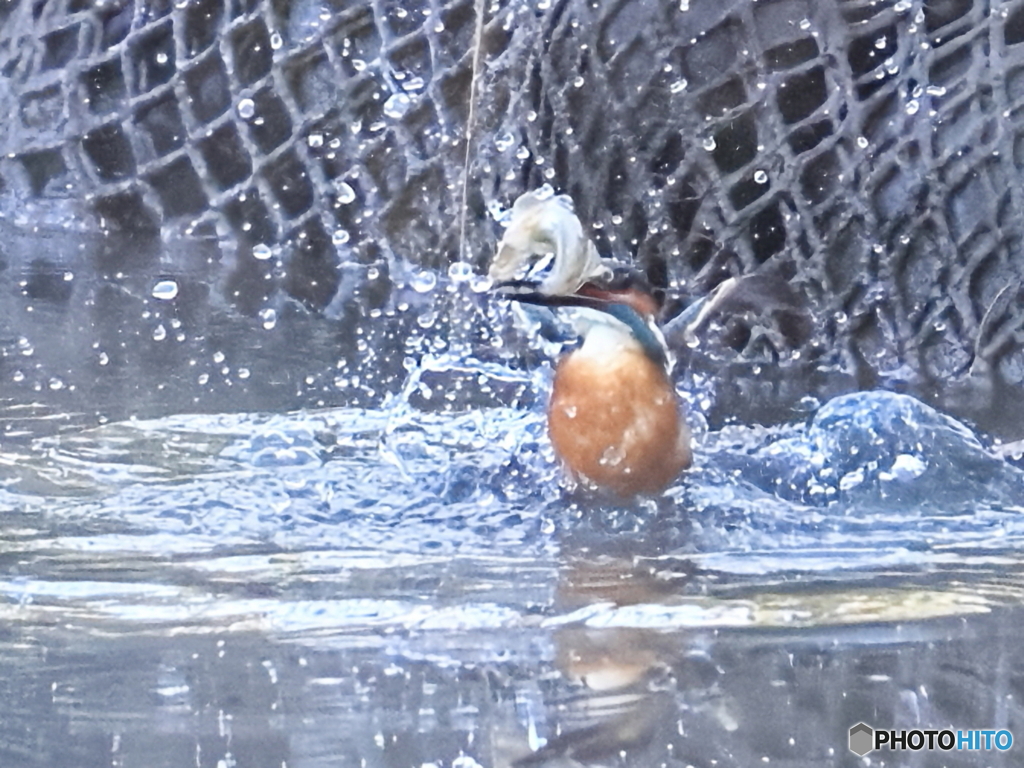 今日のカワセミ 悪戦苦闘①