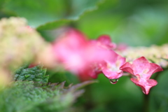 庭の花 雨粒が輝く