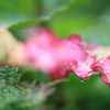 庭の花 雨粒が輝く