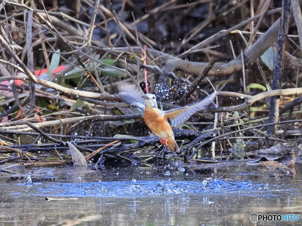 今日のカワセミ カワセミ色水面から浮上