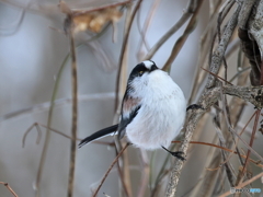 日々探鳥 愛くるしいエナガ②