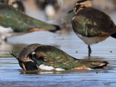 タゲリ百選 水浴び 腹下じゃぶじゃぶ