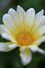庭の花 オレンジの舞台 ガザニア