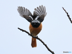 日々探鳥 ジョビオの観察 バンザイ