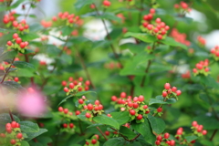 庭の花 赤い小さな実