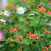 庭の花 赤い小さな実